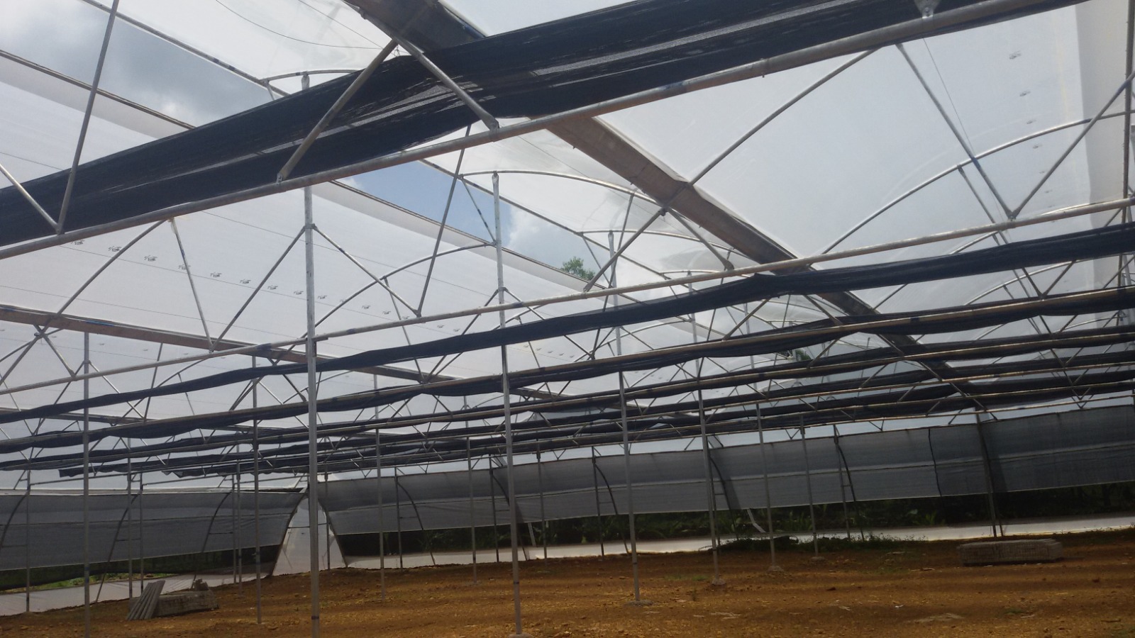 Greenhouse Project 56